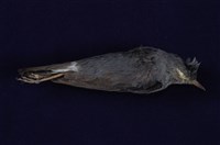 藏品(鉛色水鶇)的圖片